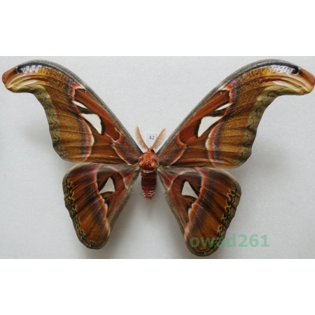 Attacus atlas Linnaeus, 1758 male ex. ovo Thailand 197mm42